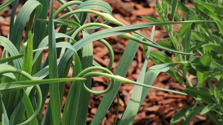 Garlic's green looped foliage