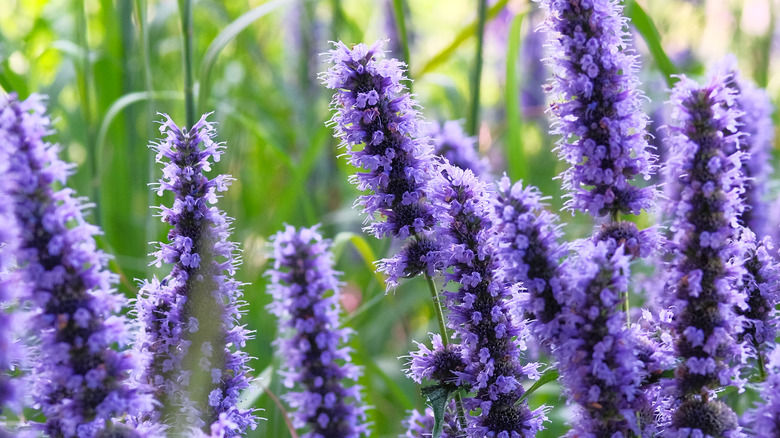 Purple hyssop in bloom outdoors