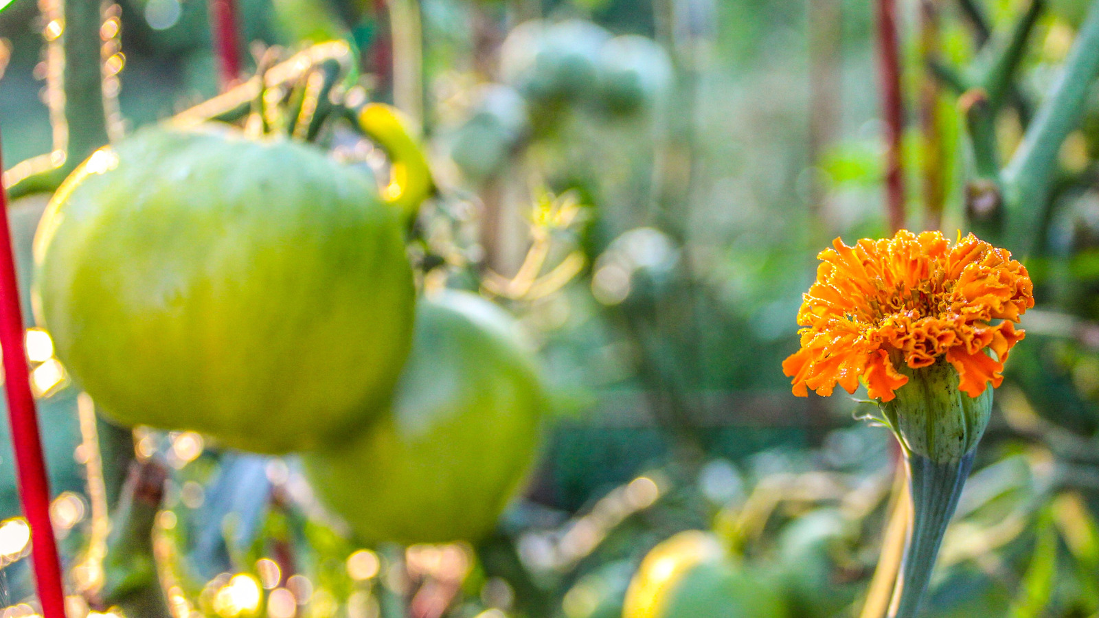 9 Companion Plants You Should Never Grow With Tomatoes (And 5 You Should)