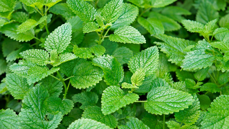 Lemon balm toothed leaves