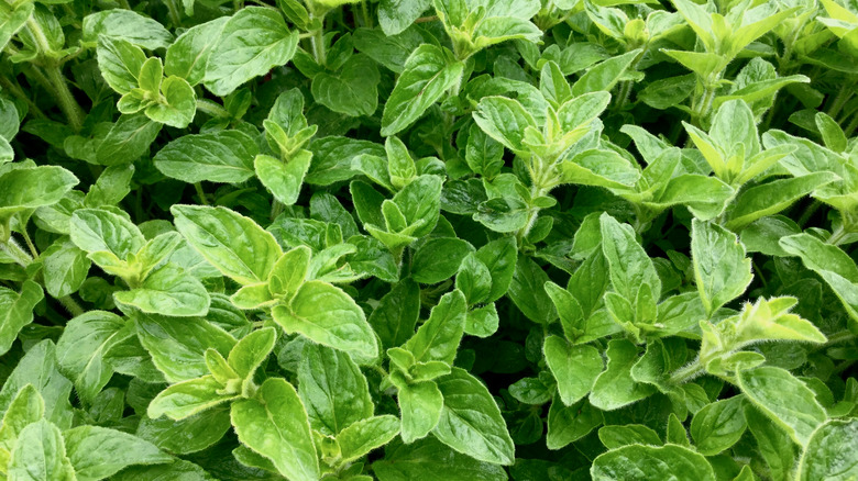 Green oregano foliage 