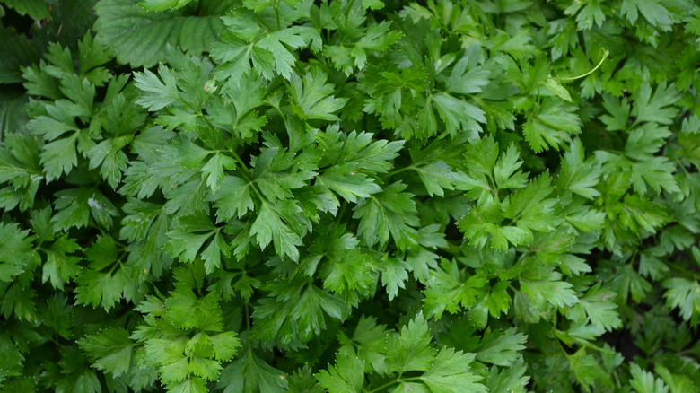 Lobed parsley leaves in garden