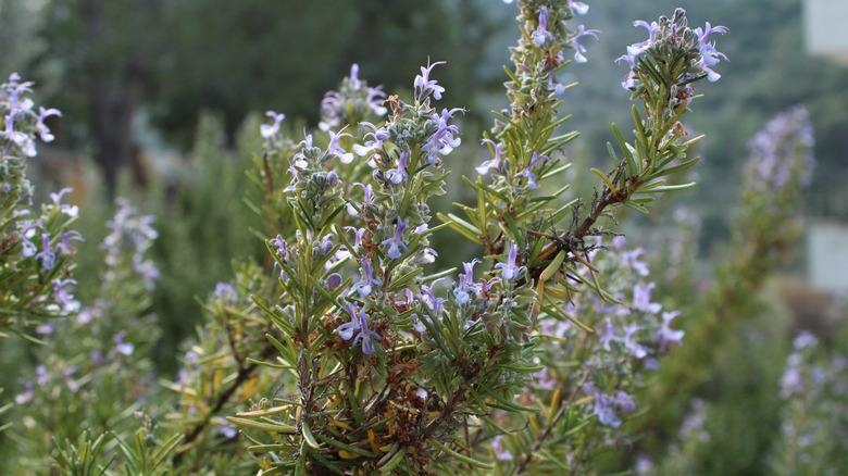 Rosemary stems in bloom