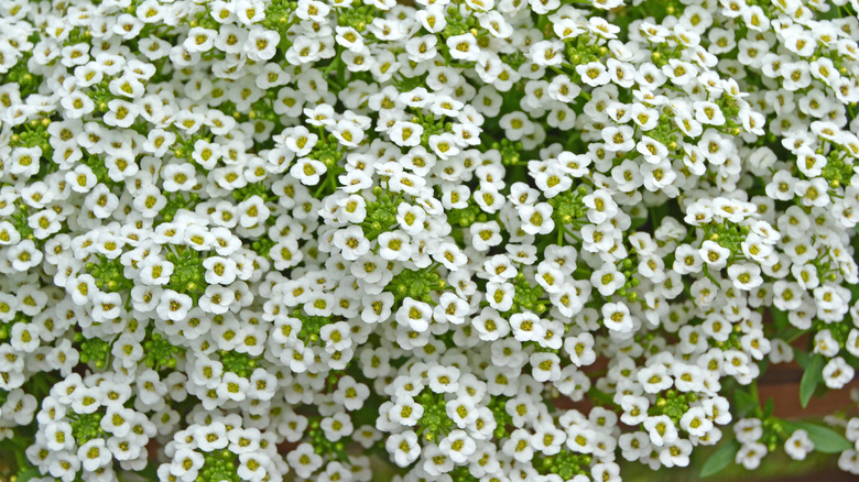 White sweet alyssum in bloom