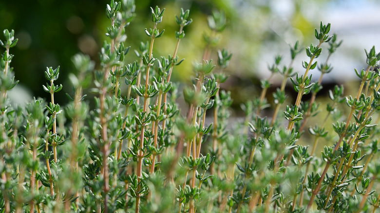 Thyme stem foliage outdoors