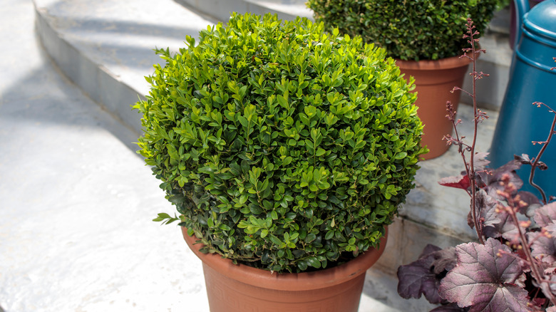 Boxwood shrubs