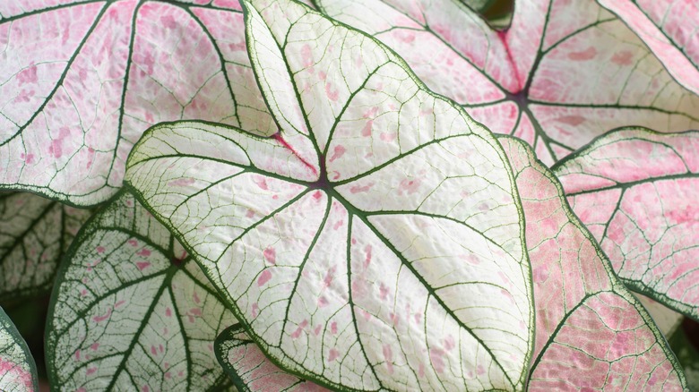 Caladium leaves
