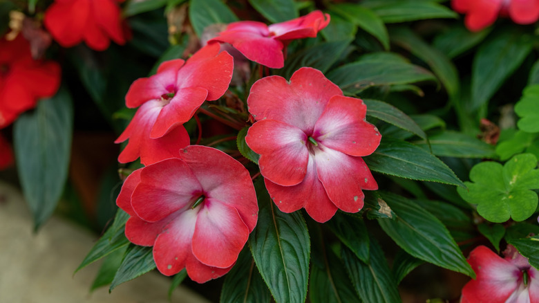 Impatiens hawkeri