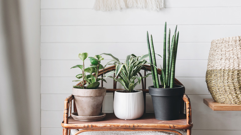 Plants on a shelf