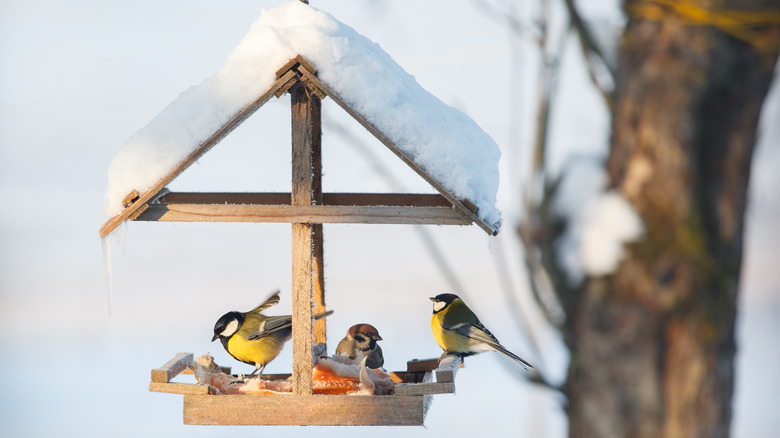 Birds in snow covered feeder