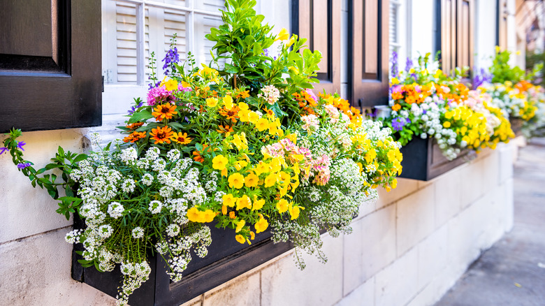 Hanging flower window boxes