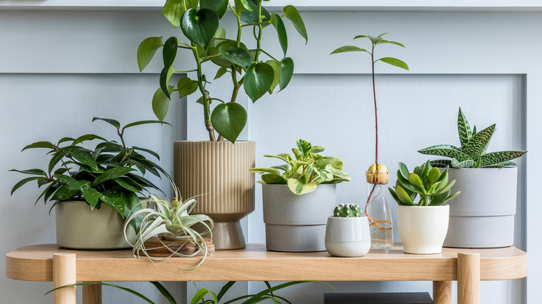 Potted plants on wood bench