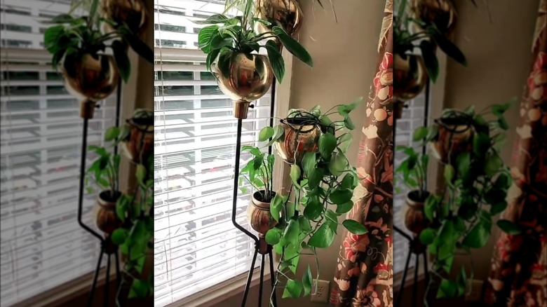 plants inside by a window