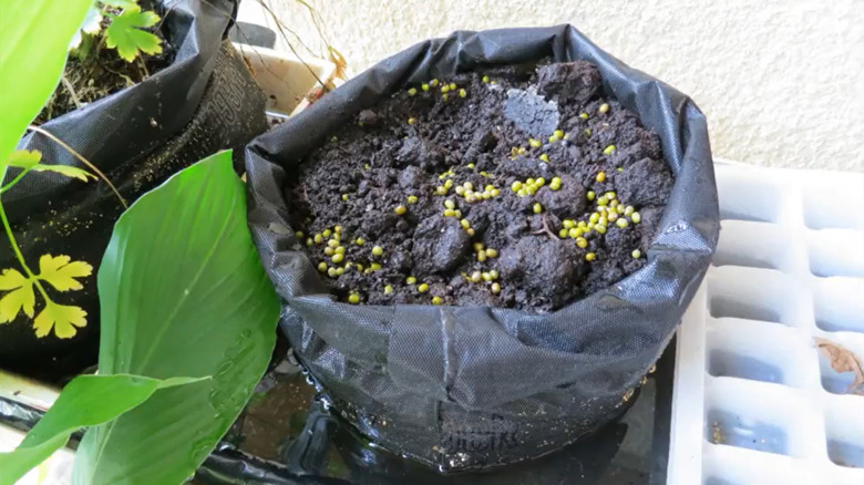 Plastic bag filled with soil and seeds used as a grow bag