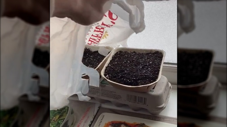 plastic grocery bag used to hold moisture in seed starting tray