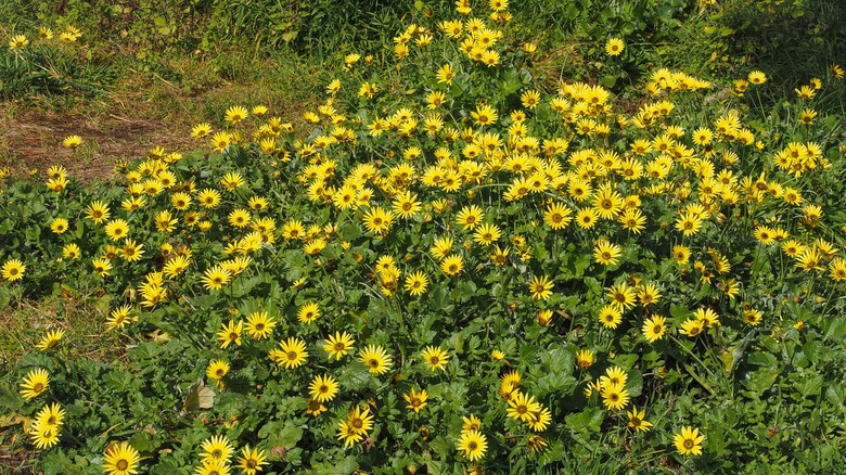 capeweed growing in yard