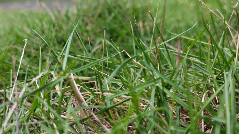 creeping bentgrass growing in yard