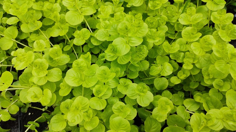 creeping Jenny growing