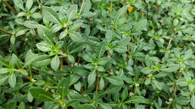 purslane weed growing