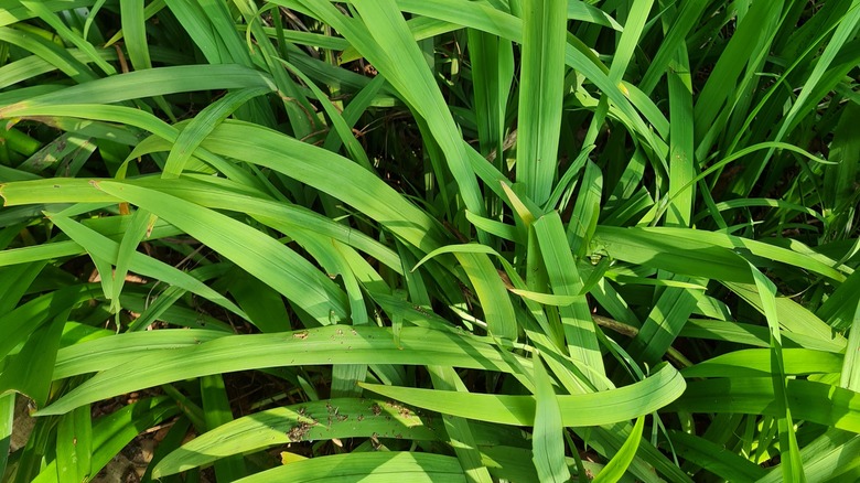 quackgrass growing in ground