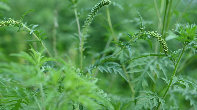 ragweed in grass