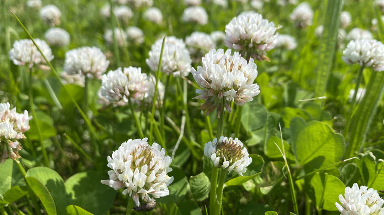 white clover growing in yard