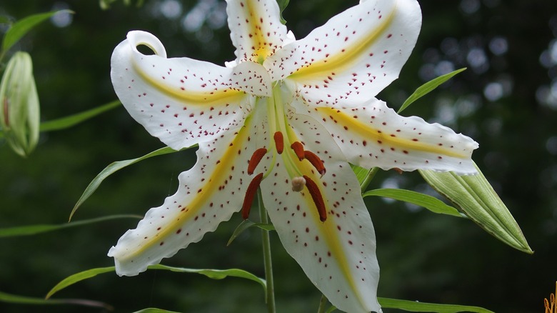 golden rayed lily