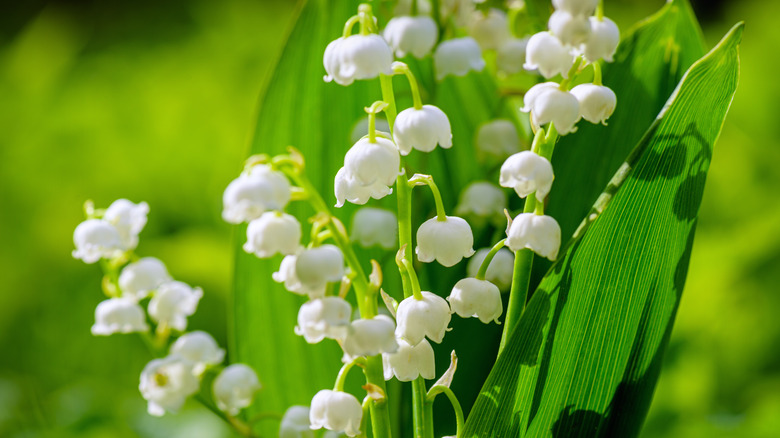 lily of the valley