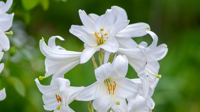 madonna lilies