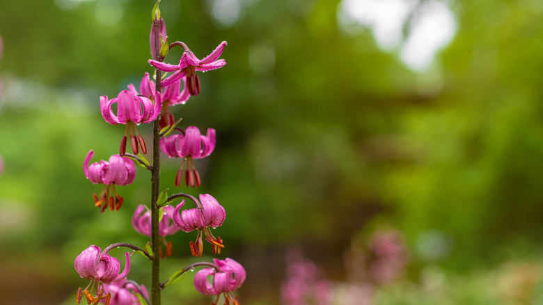 Martagon or Turks cap lily