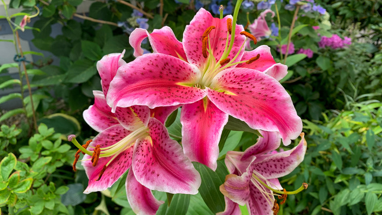 stargazer lilies