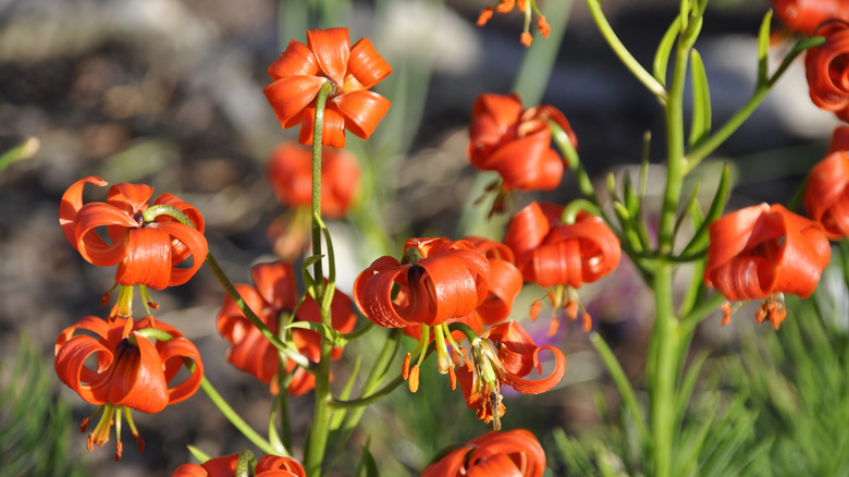 turban lilies