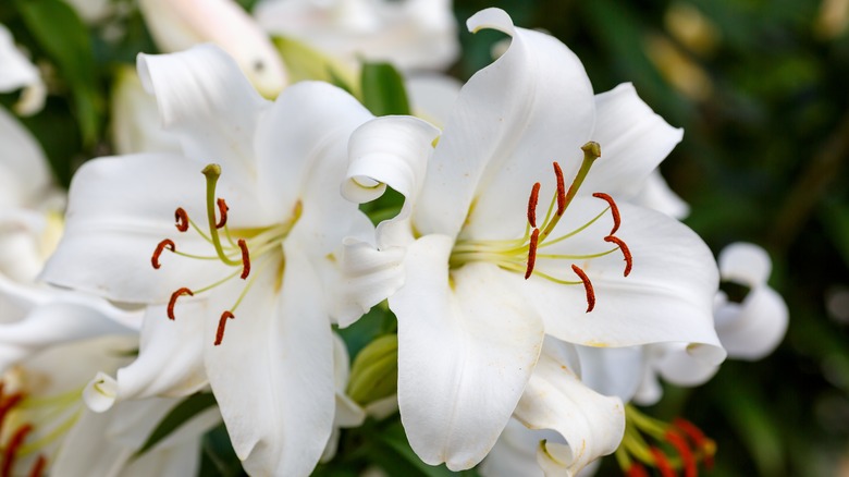 asiatic lily lovely ladies