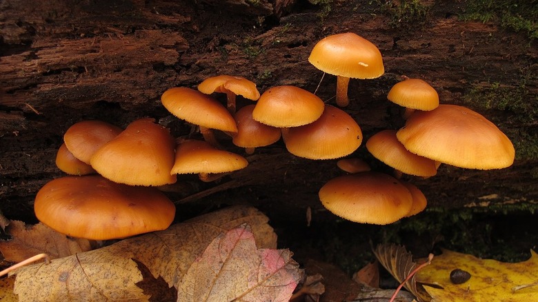 Autumn skullcap mushrooms