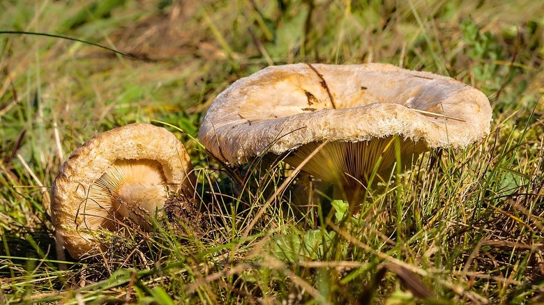 Brown Rollrim mushrooms