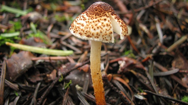 Chestnut dapperling mushroom