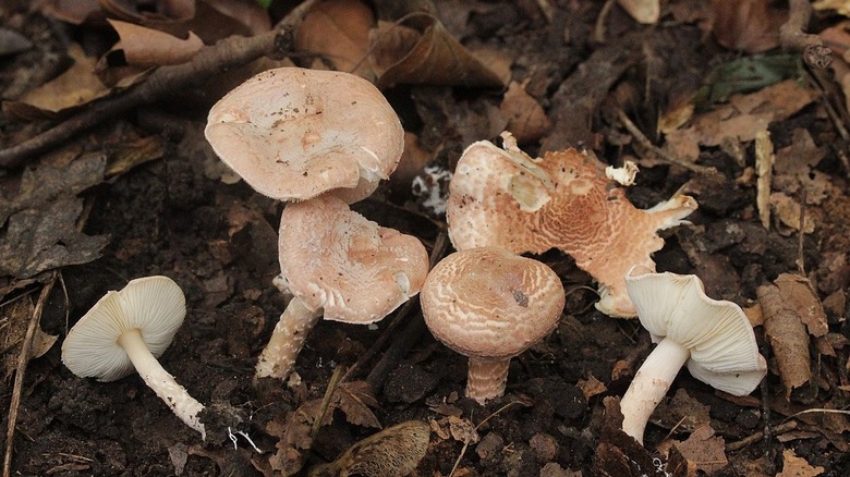 Deadly parasol mushrooms