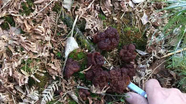 False morel mushrooms