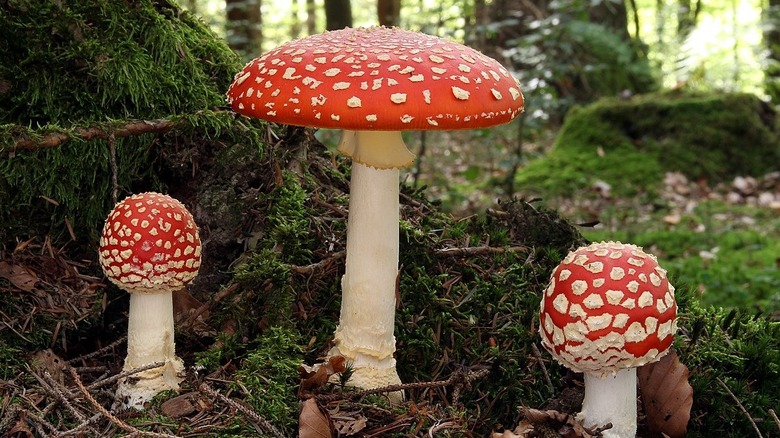 Fly agaric mushrooms