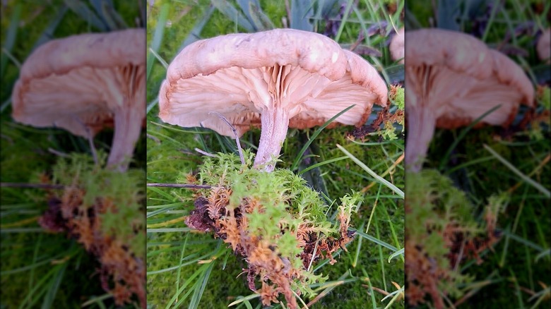 Fool's Funnel mushroom