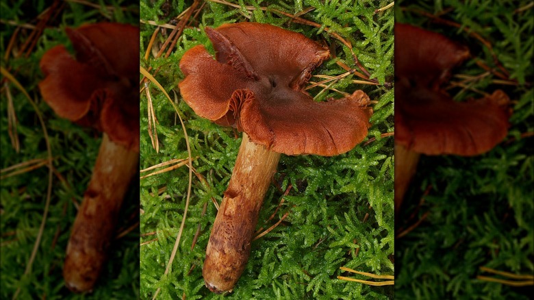 Fool's webcap mushroom