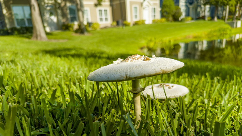Wild mushrooms in yard