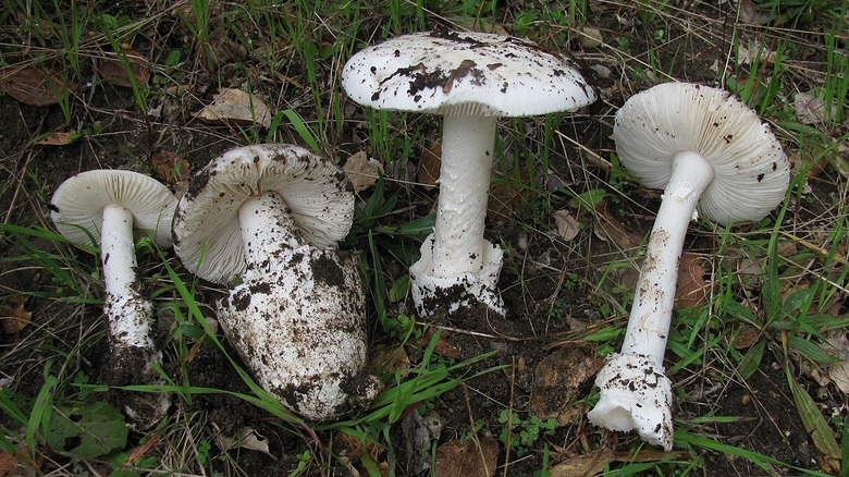 Western destroying angel mushrooms