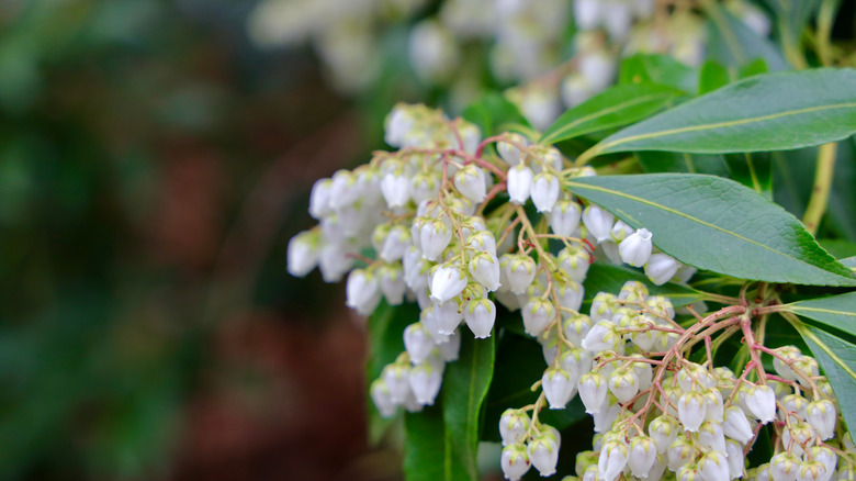 blooming japanese andromeda plant