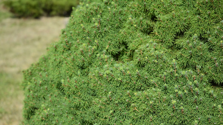 dense dwarf alberta spruce outdoors