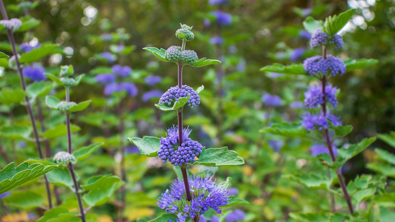 bluebeard shrub blooming outdoors