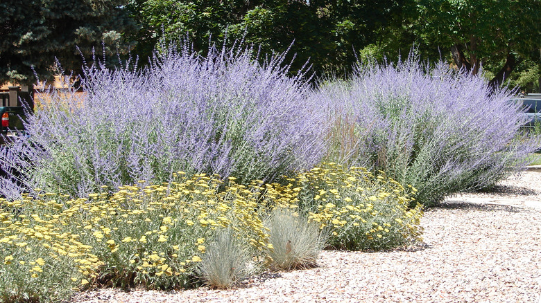 xeriscape landscape with russian sage and yarrow