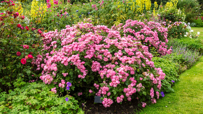 herbaceous border with large pink rose shrub