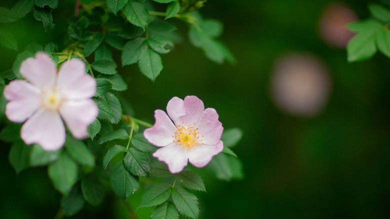 photo of swamp rose in bloom