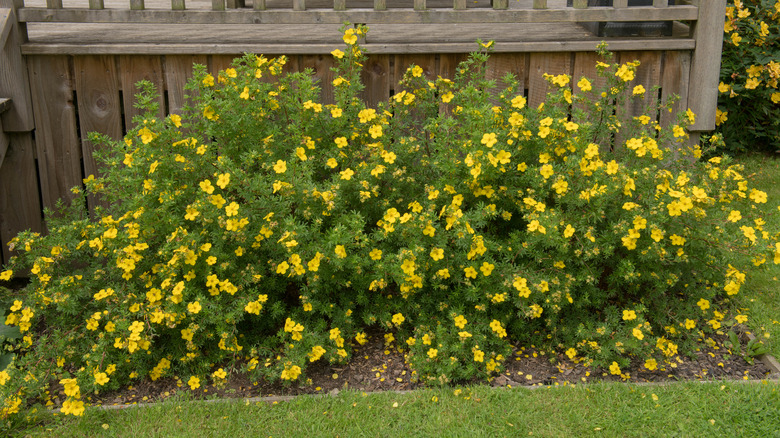 yellow, flowering shrubby cinquefoil